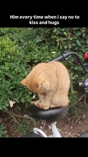 Rizzzz on Instagram: "🫂🎀 he's just a kid #love #explore #lovehim #relationshipgoals #cat #reels #trending"