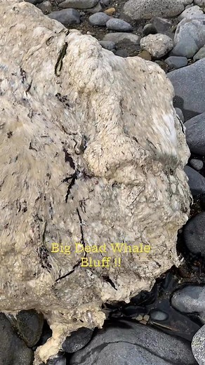 I found a Whale carcass washed up on the beach in Bluff #bluff #whales #decomposed | Joel’s In-Sights