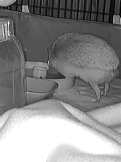 Weird Habits of Hedgehogs: Funny Pet Clips