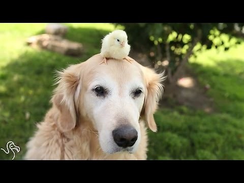 Old Dog Falls In Love With Baby Chicks
