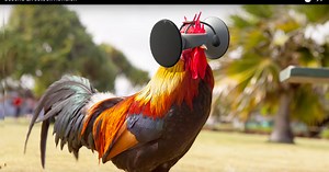 養雞也 VR？ 學者想用虛擬實境人道養飼料雞 - INSIDE