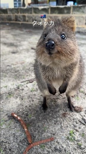 🇦🇺 クォッカ / The Happiest Animal In The World #世界一幸せな動物 #オーストラリア #ロットネスト島 #australia #rottnestisland