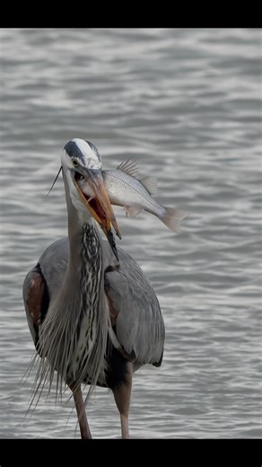 Great blue heron devours a white perch 🐟 !! I can almost hear it say “Someone hand me a Pepsi🥤please !! “ Please check out my YouTube channel link in my profile and please don’t forget to subscribe 😊🙏🏻 Music 🎹 by me 😁 “Silent Hunter“ Copyrighted If you like my music 🎹 this and a few of my other songs are on Apple Music, Spotify, YouTube music & other streaming services under Artist name Sam Rino @canonusa Sony A6700 FE 200-600 4k 120P #reels #birds #wildlife #bealpha #bbcwildlifepotd #na