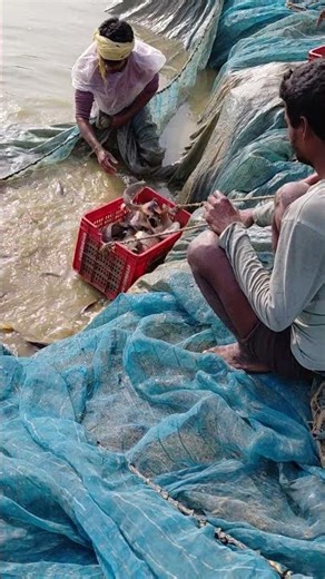 Fish Farming Center #fishing #short #shortvideo #vlog #funny #comedy #live #like #trending #shorts