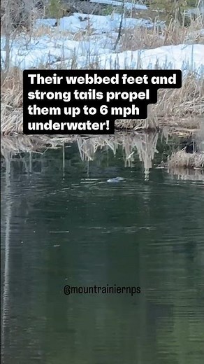 River Otter in the Longmire Meadow
