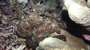 From mantas to macro, Indonesia offers some of the planet's most spectacular diving, and you'll see it all in Cressi gear! | Scuba Diver Life