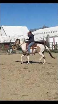 Buckskin Paint Gelding For Sale