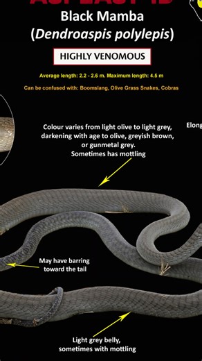 Can you ID this snake? We have a range of free educational graphics to assist with snake education. One of the most popular being our Easy ID's. Check them out online here: https://bit.ly/4rucgcz #snakeidentification #snakeawareness #snakeeducation #africansnakebiteinstitute #reelschallenge | African Snakebite Institute
