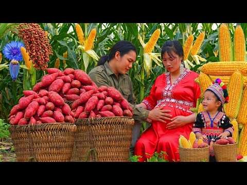 100 Days: Harvesting Giant Corn & Sweet Potatoes – Full Process!