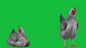 Two Chickens On Green Screen Stock Footage Video (100% Royalty-free) 1099786955 | Shutterstock