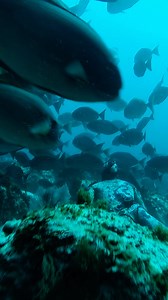 Incredible fish life at 28m deep | Daniel Mann - Dive Everywhere