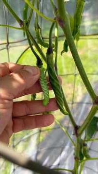 Peppers Grow THIS Fast?! 🌱🔥 | Week 15: Hornworm Hunt
