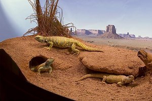 Zoo Med Excavator Clay Burrowing Substrate