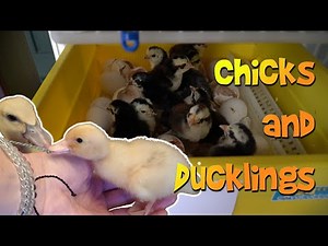New chicks, New ducklings and HELPing some chicks with hatching