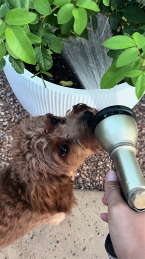 My Favorite Garden Helper: Meet My Cavapoo!