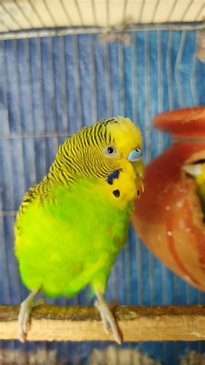 Budgie amazing calling sound to make him happy!!! #birdshousevlogs #budgies #shorts #birds #rbnbirds