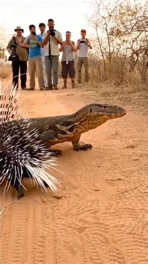 This Lizard Regretted Attacking a Porcupine 😱🦔 #wildlife#natureisbrutal#animalattack#caughtoncamera