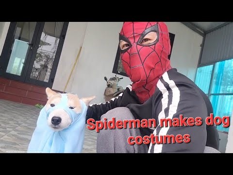 Spiderman makes funny costumes for dogs