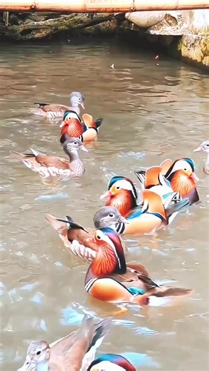Mandarin Duck _viral#facts #MindBlowingFacts #didyouknow #titktok #creatorsearchinsights