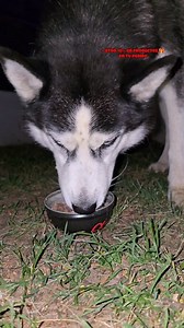 ¡TIENEN HAMBRE! Sobran las palabras... Alpha Spirit Pet Food #perrosgraciosos #alphaspirit #realdood #comidanaturalperros | Max the husky