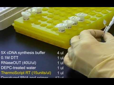 リバーストラ(cDNA合成) PCRについて 解説してみた 2020 02 18 09 15 38