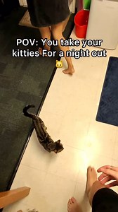 11K views · 6.2K reactions | Ming Ming absolutely loved meeting his long lost brother 﫡 #pov #cats #straycat #reels | Jackson Marz | Facebook