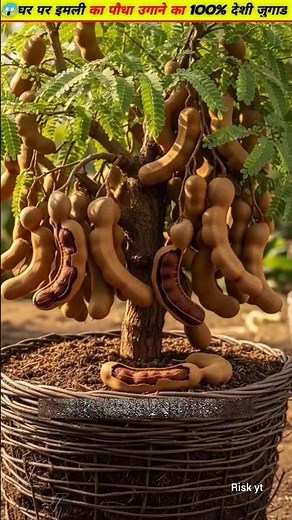 😲The complete process of growing Tamarind in water #growth #plants #tamarind