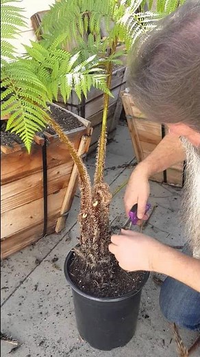 How to Prune a Fern - Australian Tree Fern