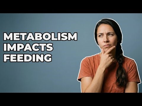 Does Reptile Metabolism Change Eating Frequency?