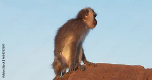 The crab-eating macaque (Macaca fascicularis), also known as the long-tailed macaque on the Mount Batur, Bali