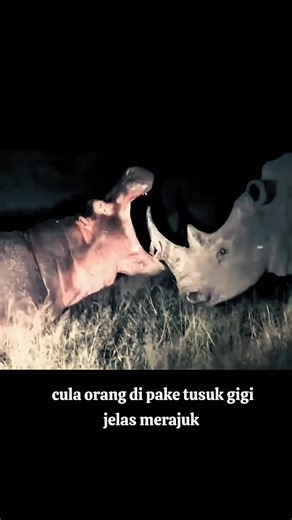 Kuda Nil: Mamalia Besar dari Afrika Sub-Sahara