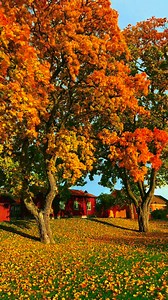 🍁🍂🍁 | Model Minh Trí