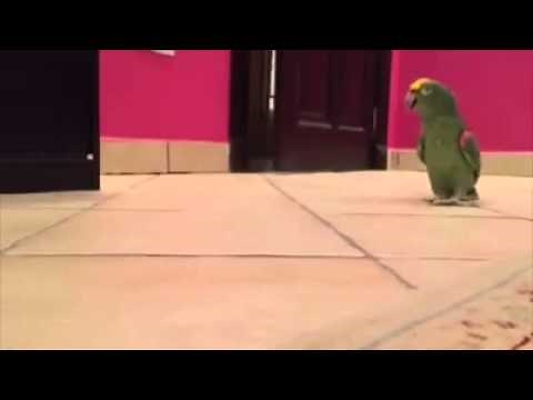 Crazy parrot laughing