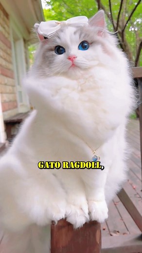 4.6M views · 201K reactions | El Gato Ragdoll, el Gato Más Bonito del Mundo #gatos #cats | GatosLandia | Facebook
