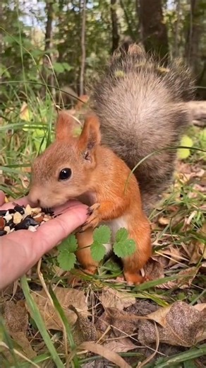: A Day in the Woods with Cute Little Squirrels