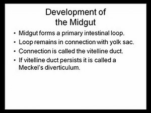 GastroIntentinal Development