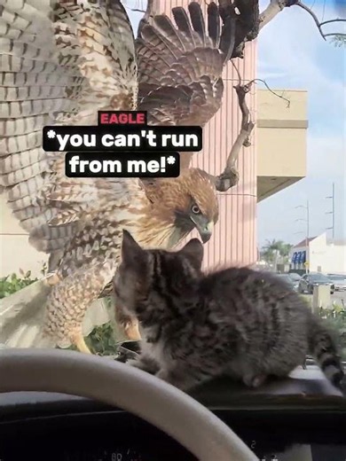 Kitten Gets Attacked By a Hawk 💔