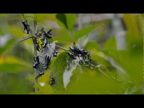 Gryllus Assimilis - Grilo-Preto