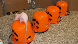 Happy Halloween from me and the rats! This video is a bit of a blast from the past, but I think all the fun themed tricks still hold up! . Want help with training your rats tricks? I have a rat training book available here! https://www.etsy.com/listing/1605480026/the-ultimate-guide-to-rat-training | Shadow The Rat - Rattrixs