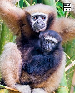 38K views · 75 reactions | These conservationists in India planted trees to help create a 'bridge' for gibbons to safely swing across train tracks | NowThis Earth | Facebook