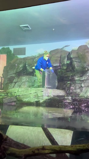 Entrez dans l'univers des loutres adorables !