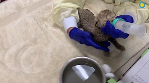 Animal care staff at the Smithsonian Conservation Biology Institute are hand-raising a male cheetah cub for several weeks before placing the cub with a foster cheetah mother at another zoo. The cub was one of a litter of three born to 7-year-old female Sukiri Sept. 16; one cub was stillborn and one cub did not survive after a few minutes (updated 9/21/21). Keepers report the cub is strong, active, vocal and eating well. The Cheetah Cub Cam is offline as the cub is no longer in the den. Learn mor
