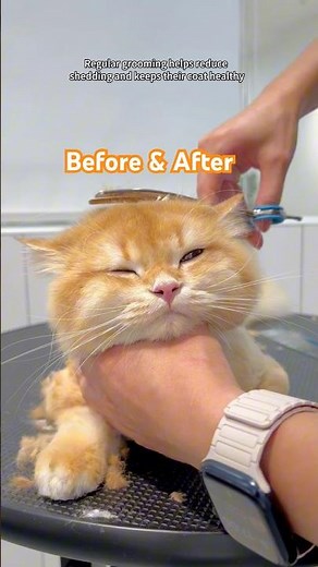 Before & After Cat Grooming | The Cutest Glow Up Ever #catgrooming #catmakeover