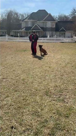 Qurra bite work session #protectiondog #guarddogs