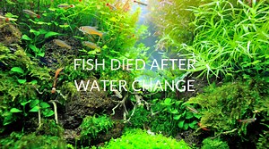 6 Reasons Your Fish Died After A Water Change