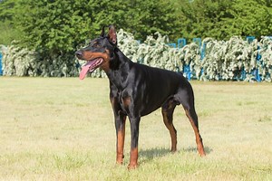 Warlock Doberman: Debunking the Myths and Misconceptions