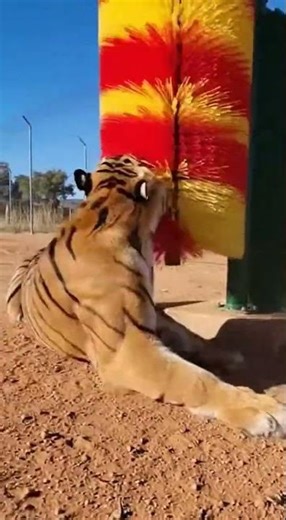 Happy Tiger's Back Scratching Adventure