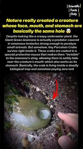 Nature Literally made an Animal that doesn't look like one 💀