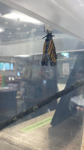 One of our monarchs hatched this morning! Stop by any time today to check it out! | Iron River Public Library