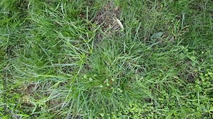 Details of grass of a garden view from the top